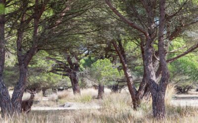 Una Expedición de Vida Silvestre al Parque Nacional de Doñana: Itinerario para Entusiastas del Glamping