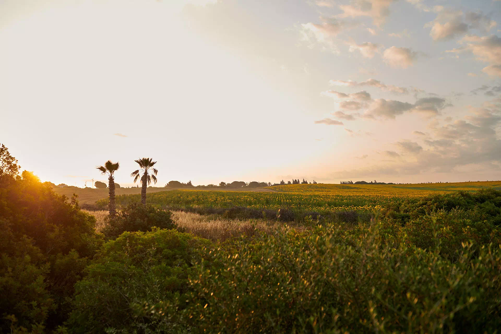 landscape